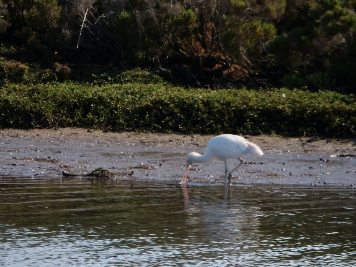 Yellow-billed Spoonbill - ML625633001