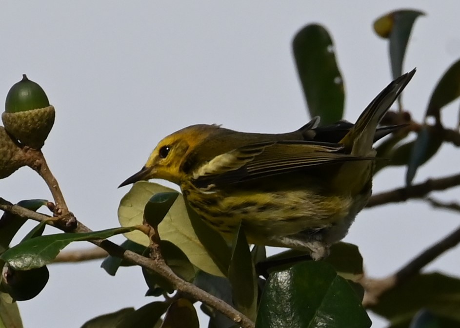 Cape May Warbler - ML625633006