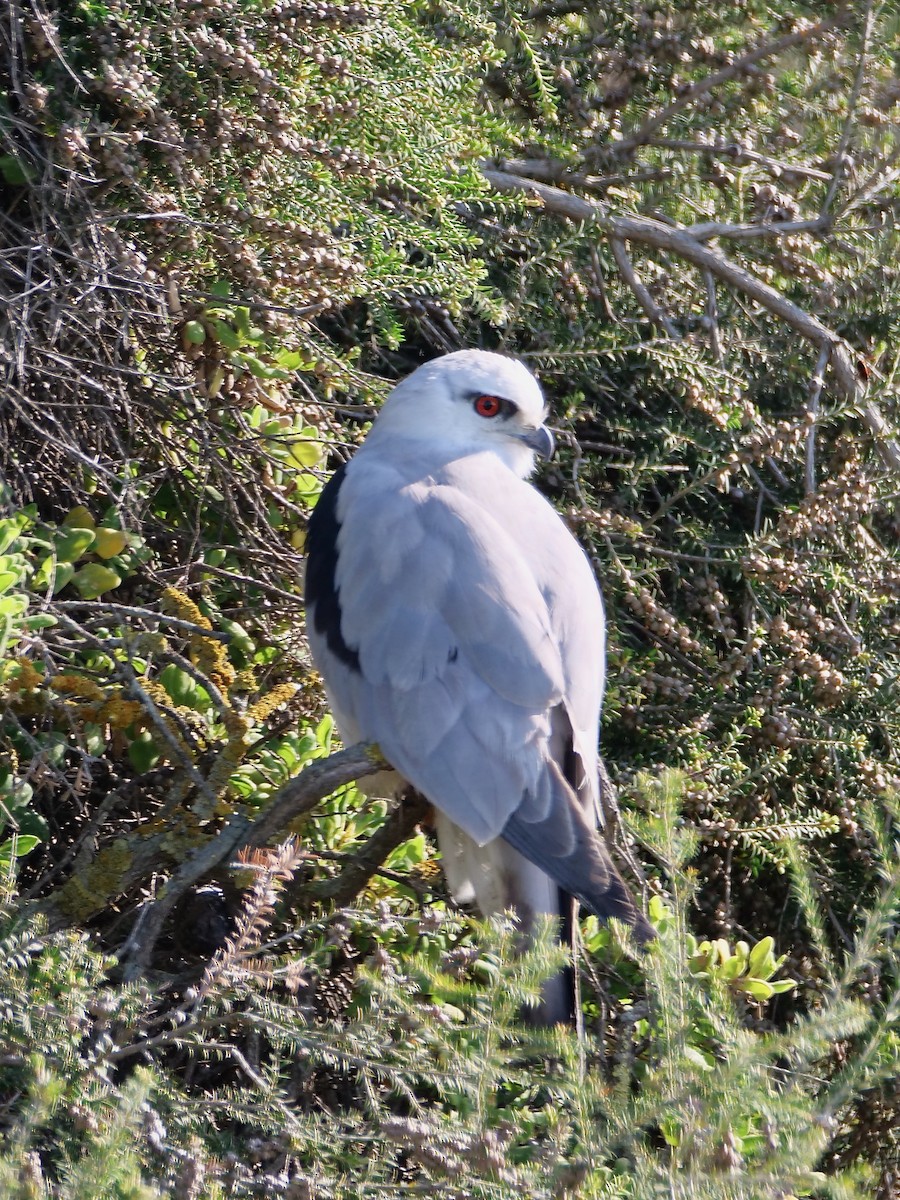 Black-shouldered Kite - ML625633050