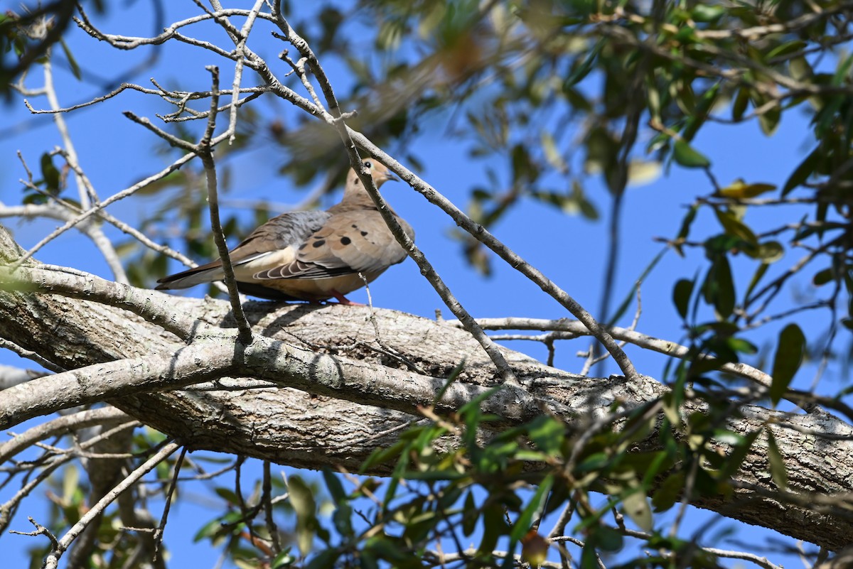 Mourning Dove - ML625633053