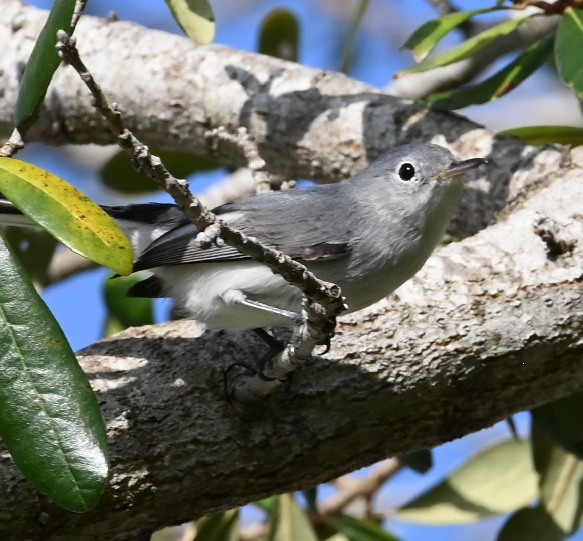 Blue-gray Gnatcatcher - ML625633074