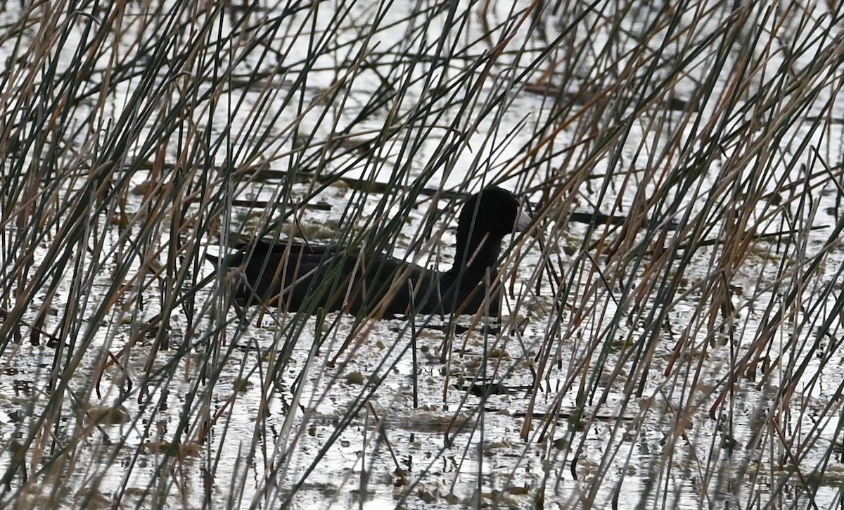 American Coot - ML625633116