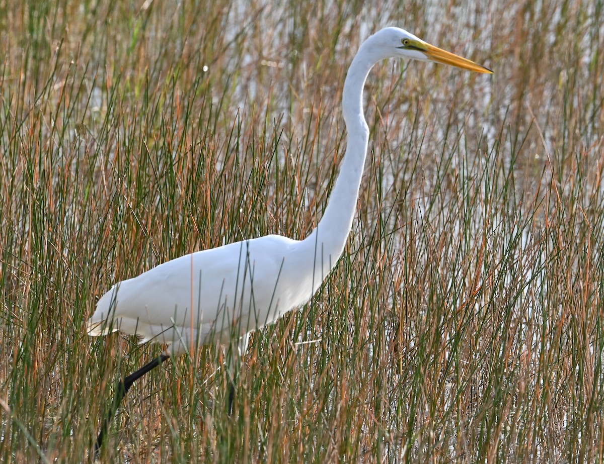 Great Egret - ML625633141
