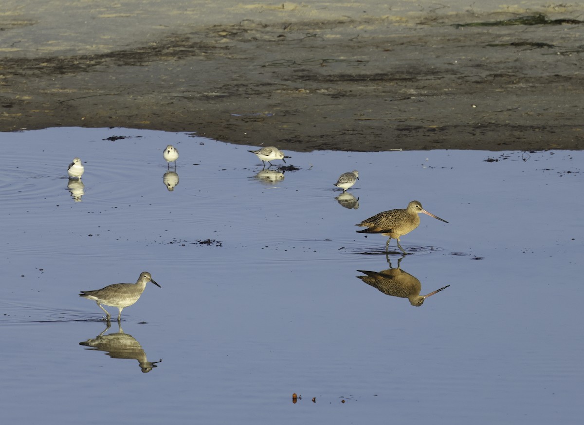 Marbled Godwit - ML625633177