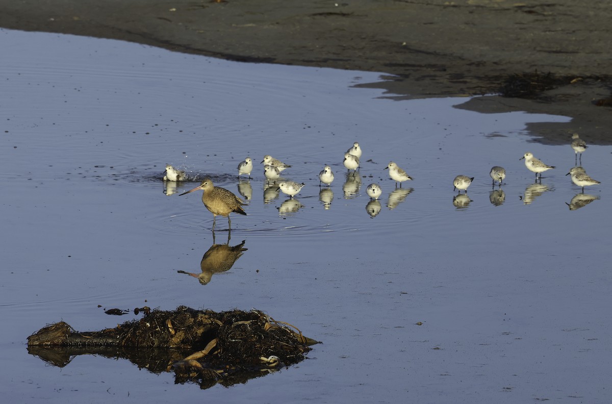 Marbled Godwit - ML625633178