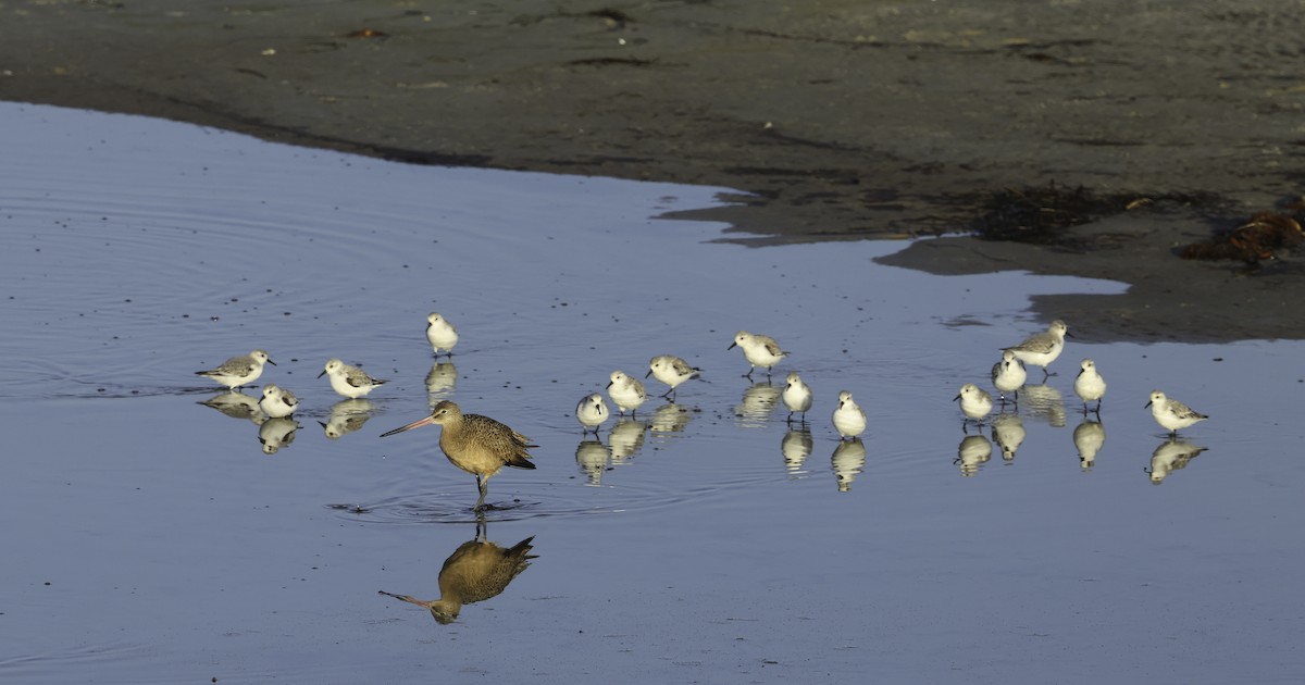 Marbled Godwit - ML625633179