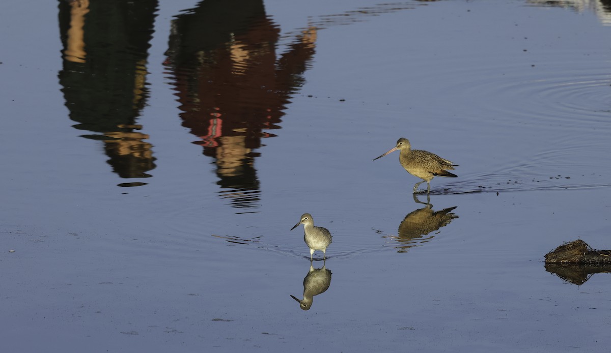 Marbled Godwit - ML625633181