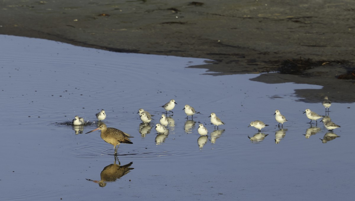 Sanderling - ML625633185