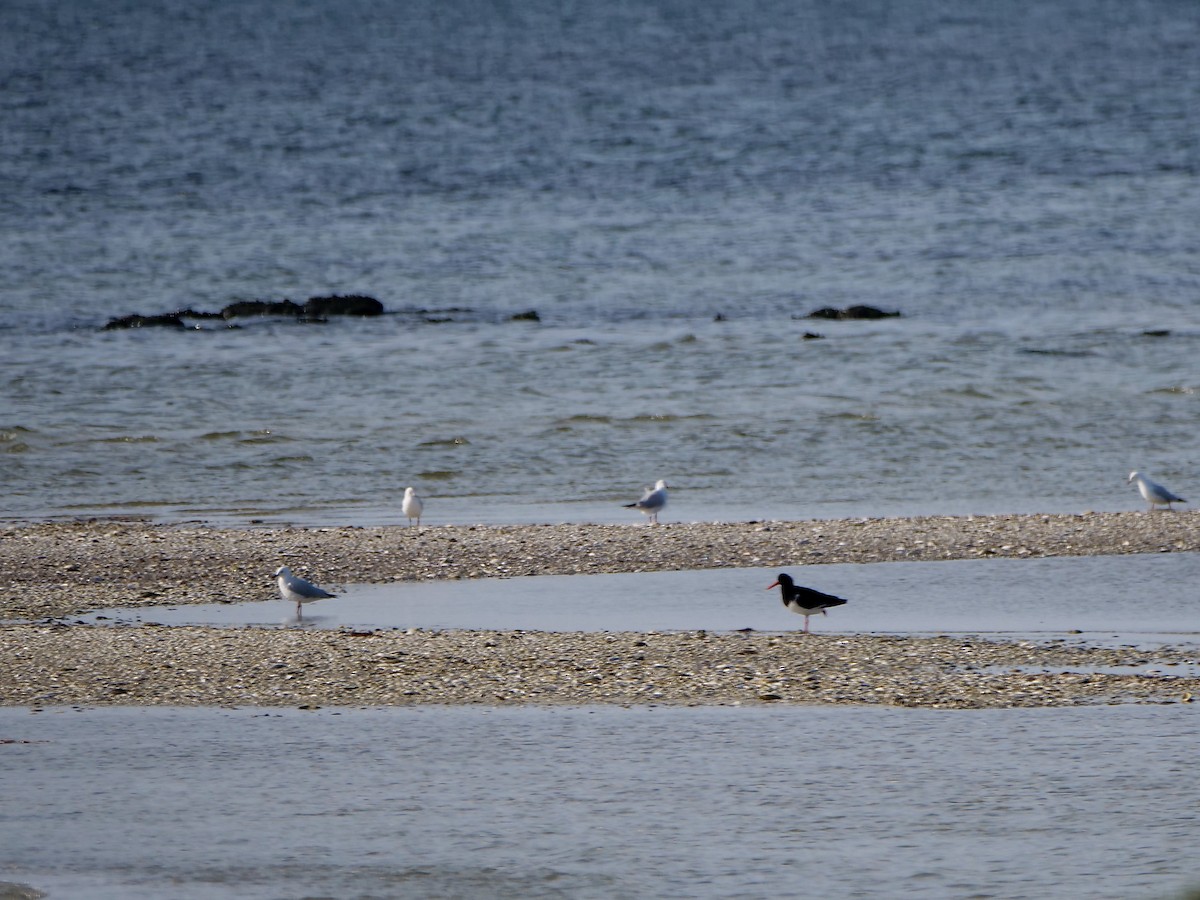 Pied Oystercatcher - ML625633186