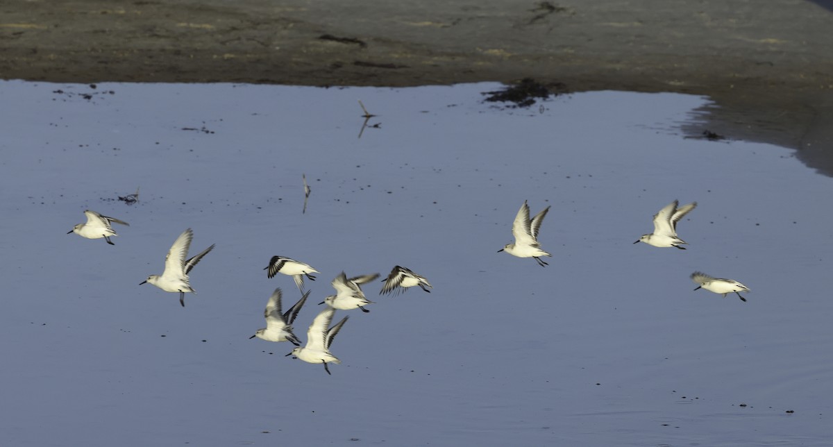 Sanderling - ML625633187