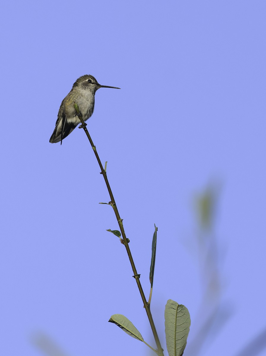 Anna's Hummingbird - ML625633231