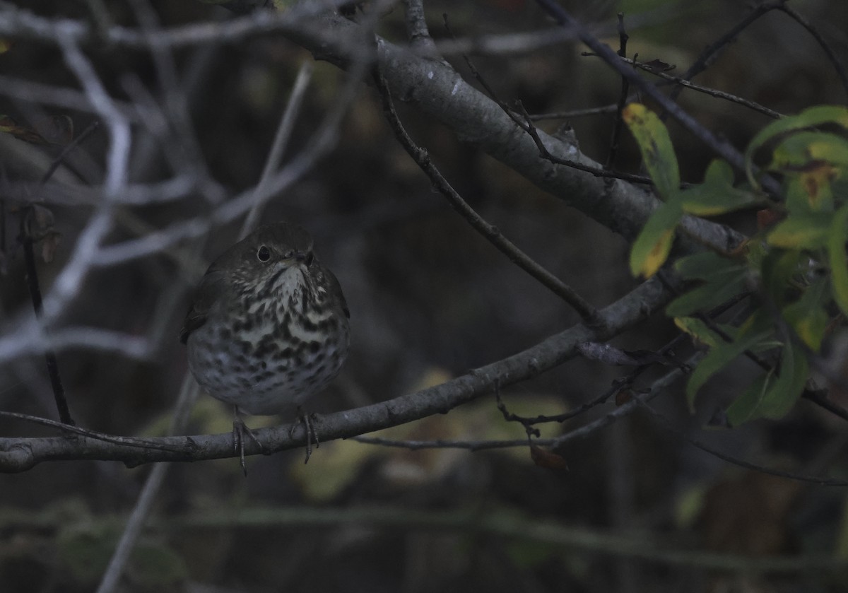 Hermit Thrush (guttatus Group) - ML625633234