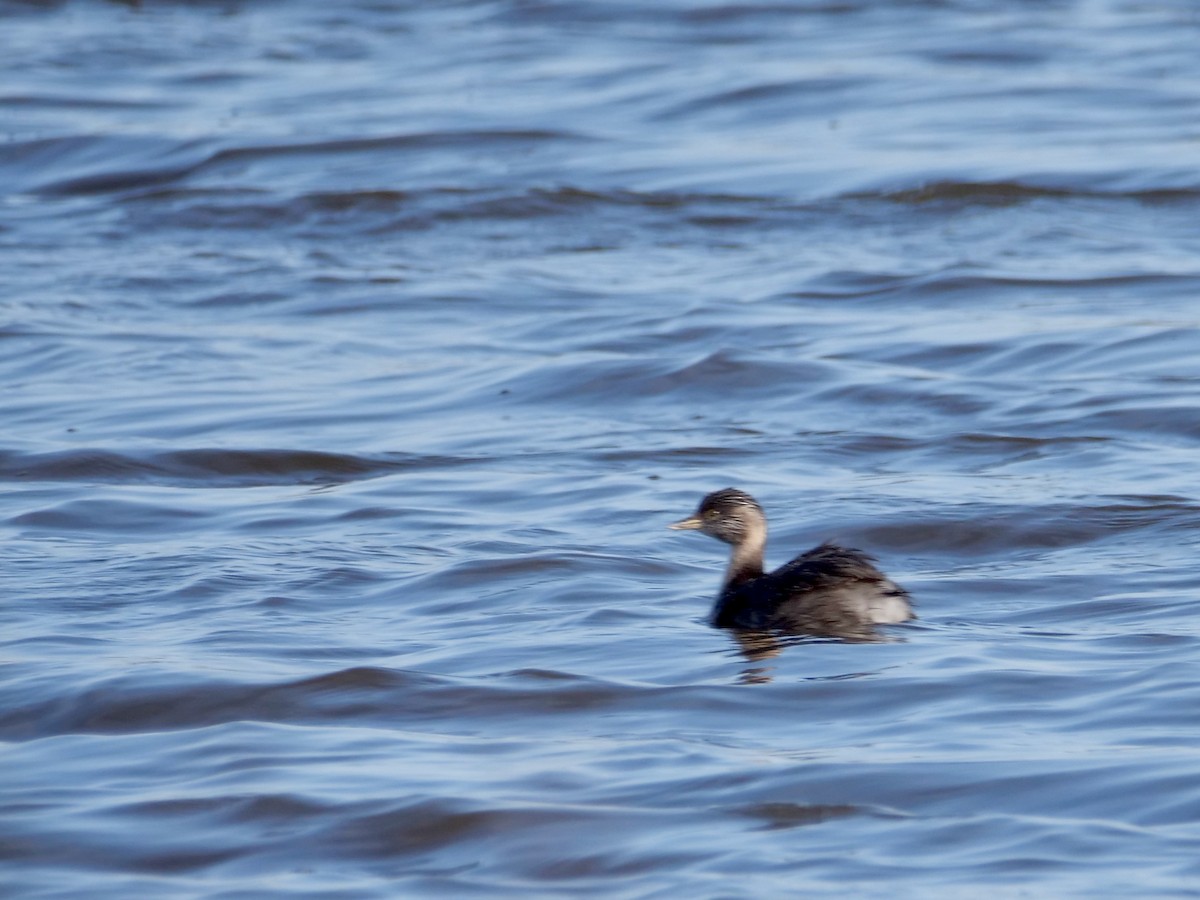 Hoary-headed Grebe - ML625633254