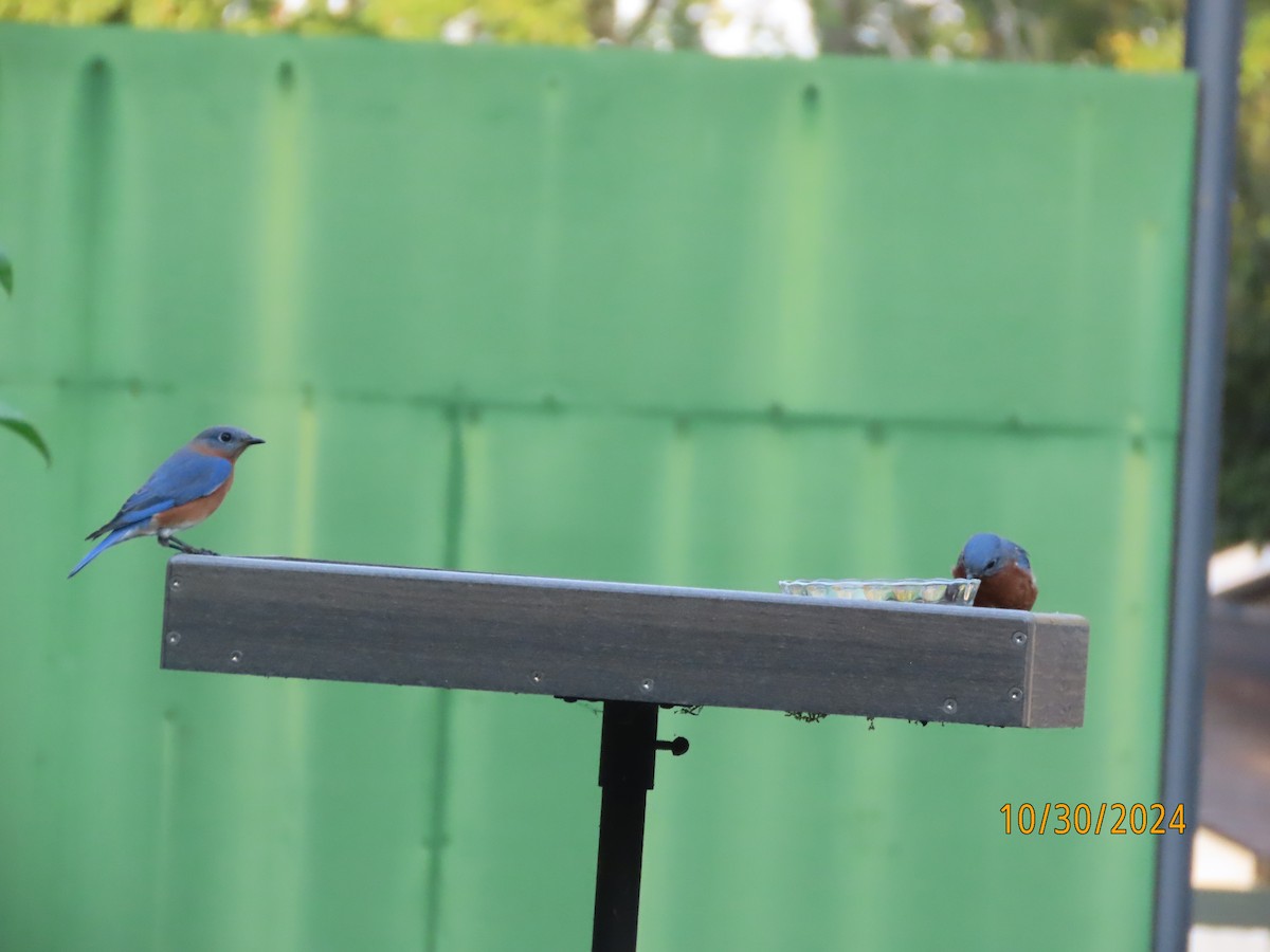 Eastern Bluebird - Susan Leake