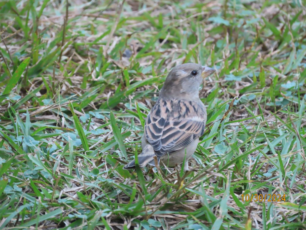 House Sparrow - Susan Leake