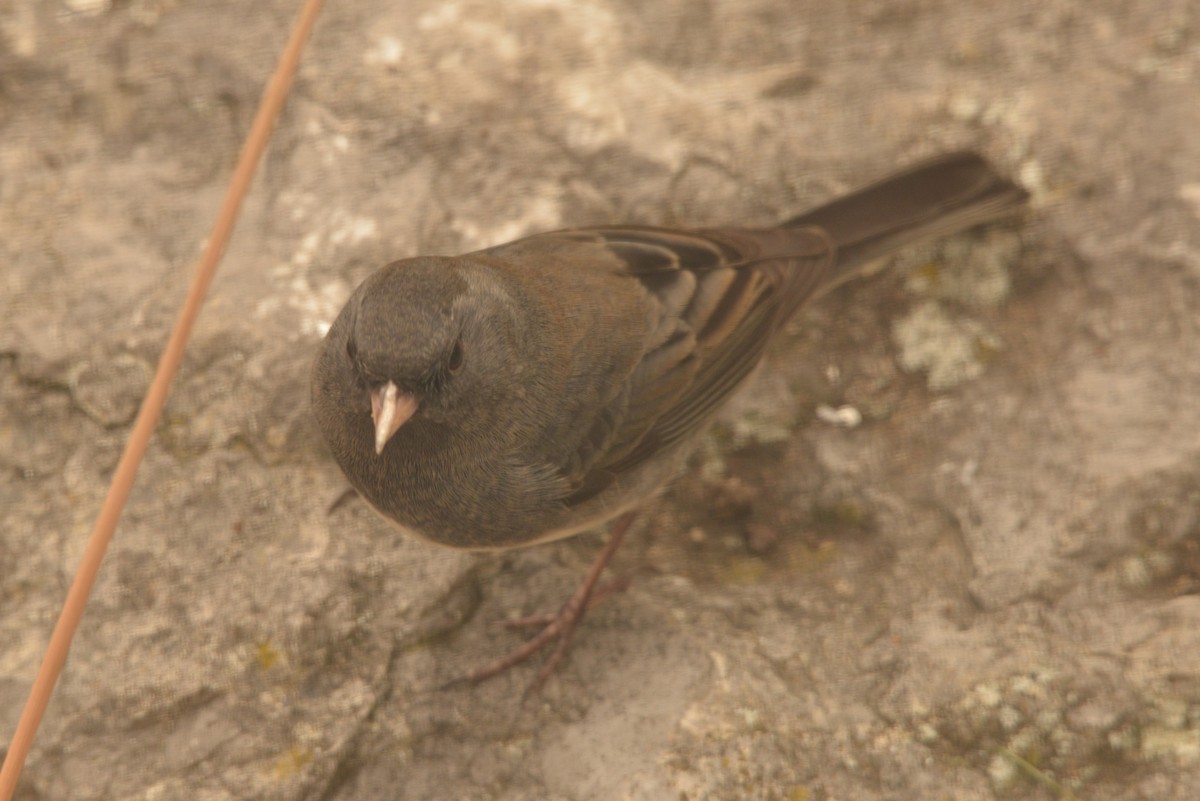 Dark-eyed Junco - ML625633375