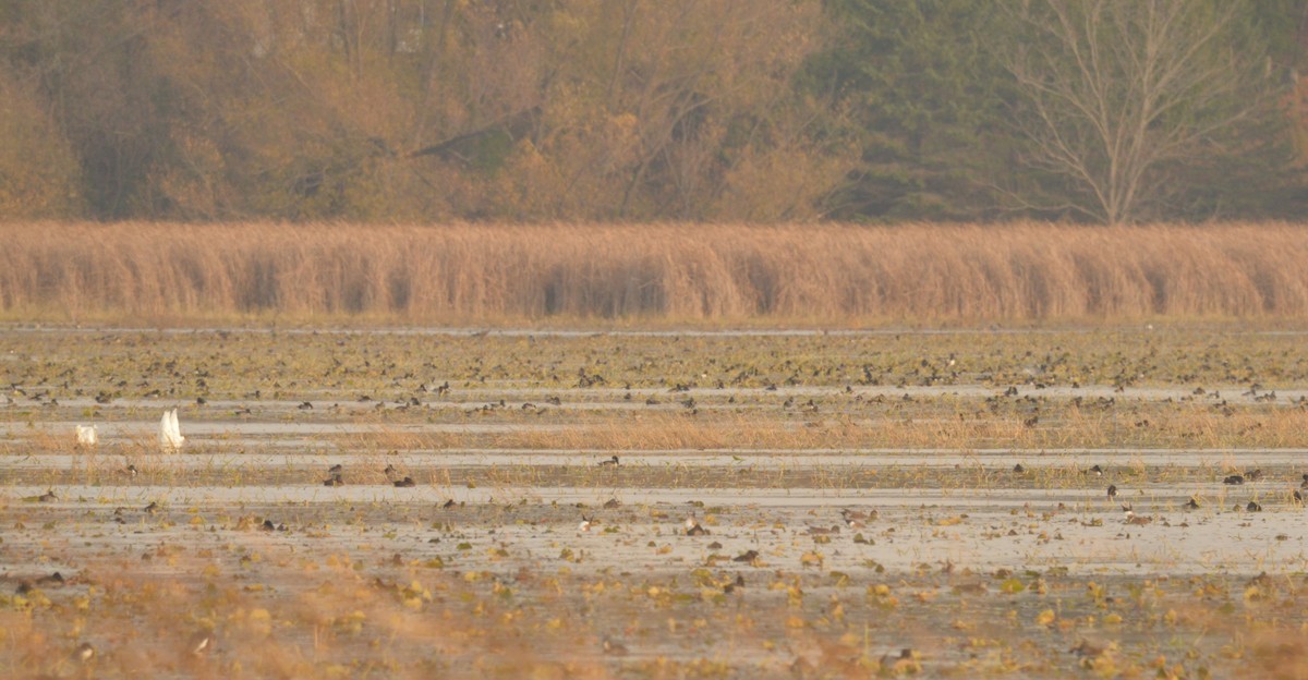 Ring-necked Duck - ML625633387