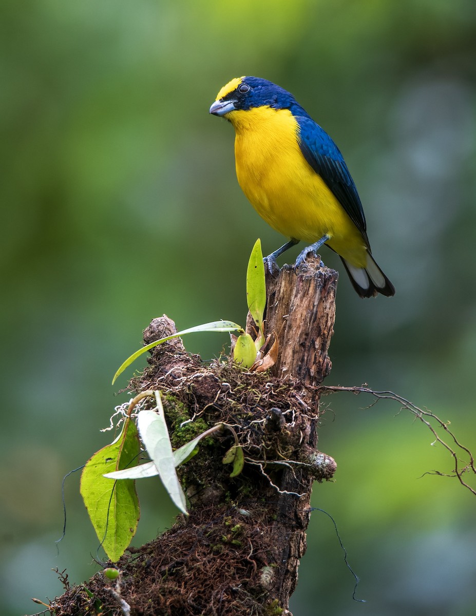 Thick-billed Euphonia - Luis Matarrita Soto