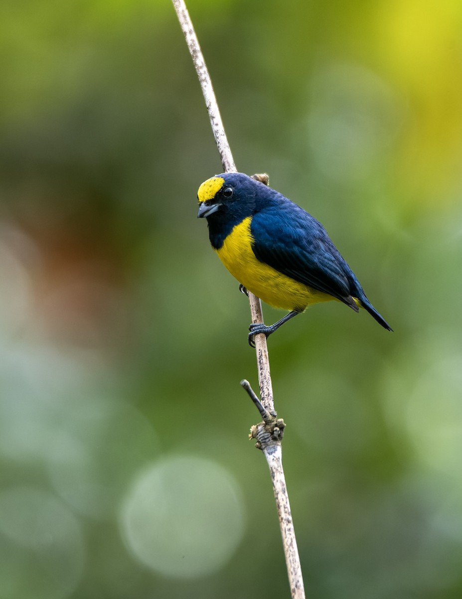 Spot-crowned Euphonia - Luis Matarrita Soto