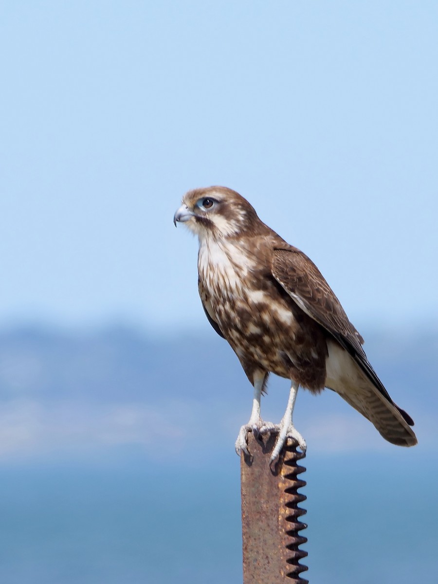 Brown Falcon - ML625633511