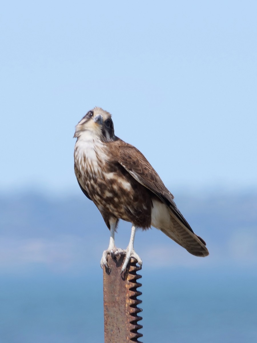 Brown Falcon - ML625633512