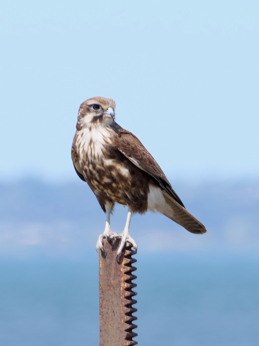 Brown Falcon - ML625633513