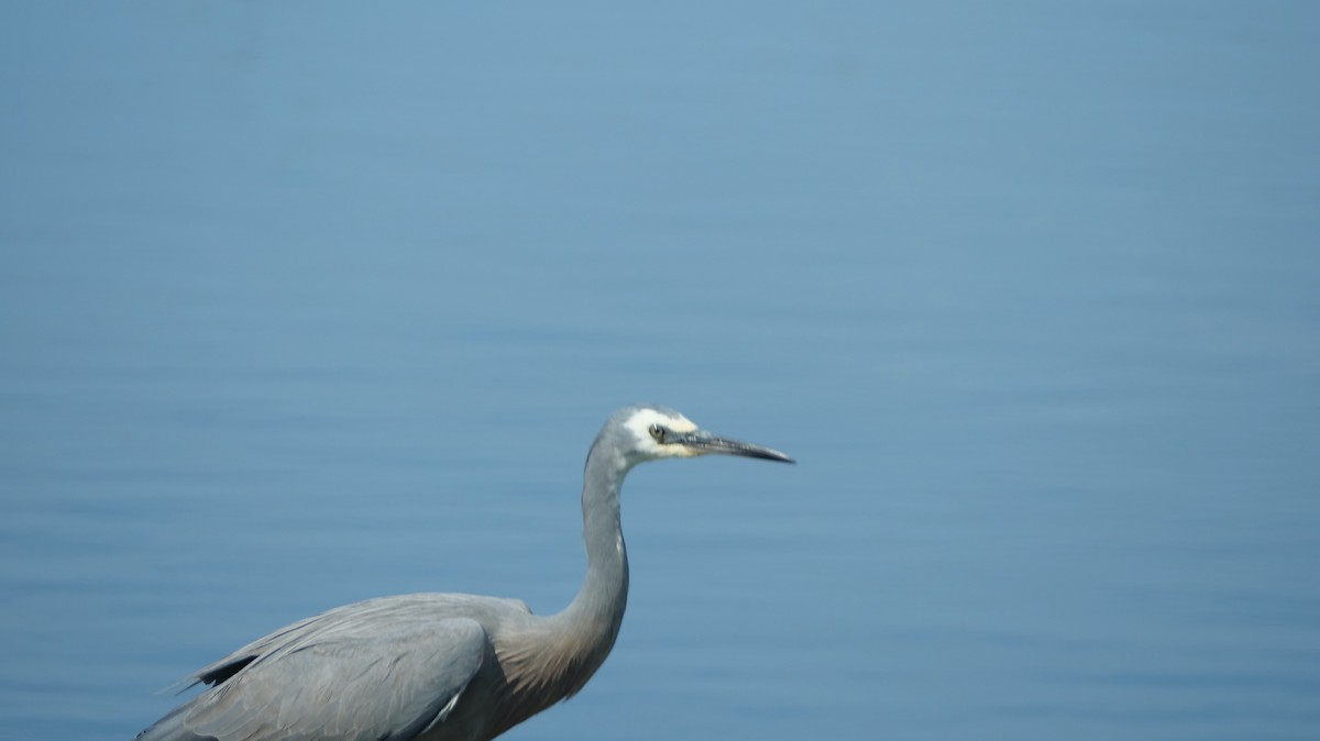 White-faced Heron - ML625633549