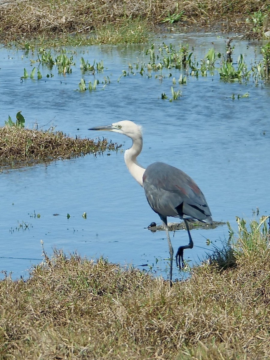 Pacific Heron - ML625633557