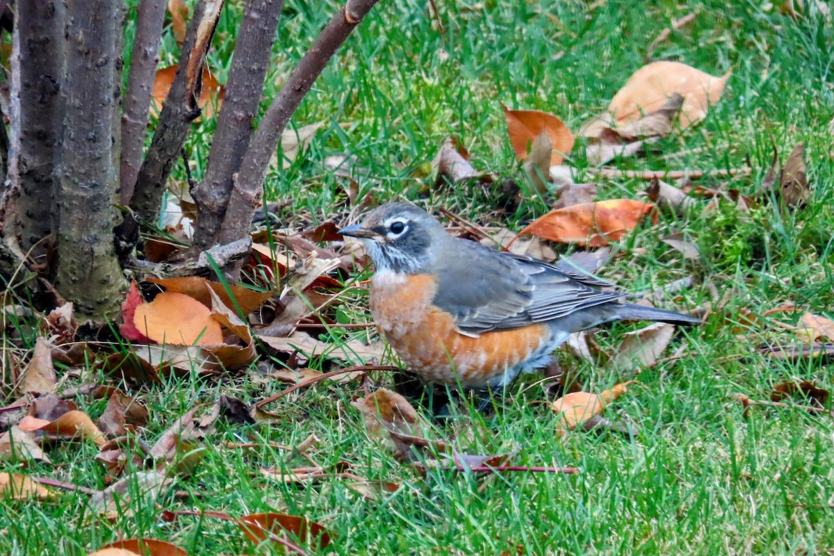 American Robin - Johanne Simard