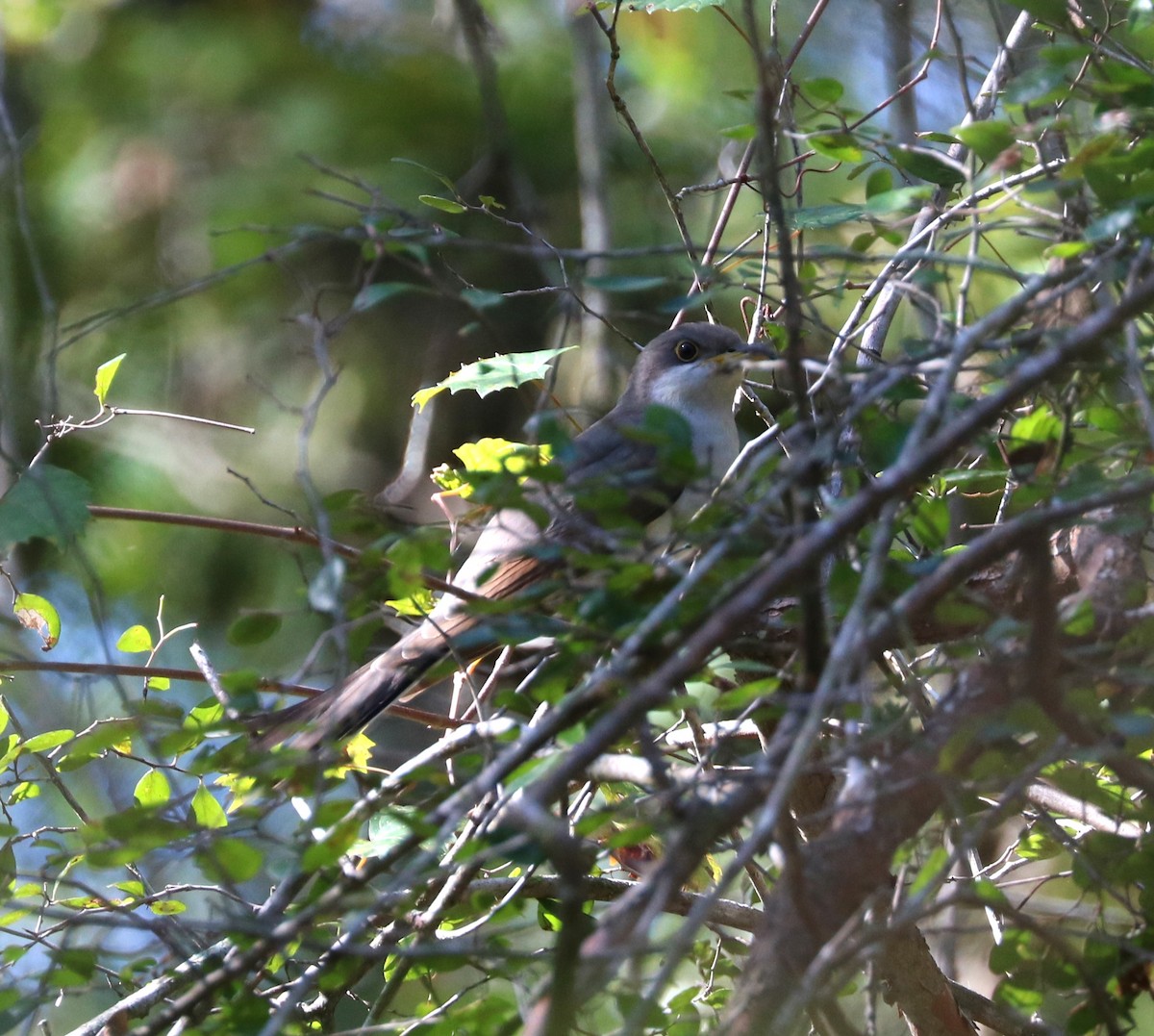 Yellow-billed Cuckoo - ML625633819