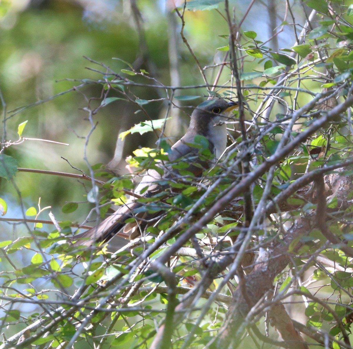 Yellow-billed Cuckoo - ML625633820