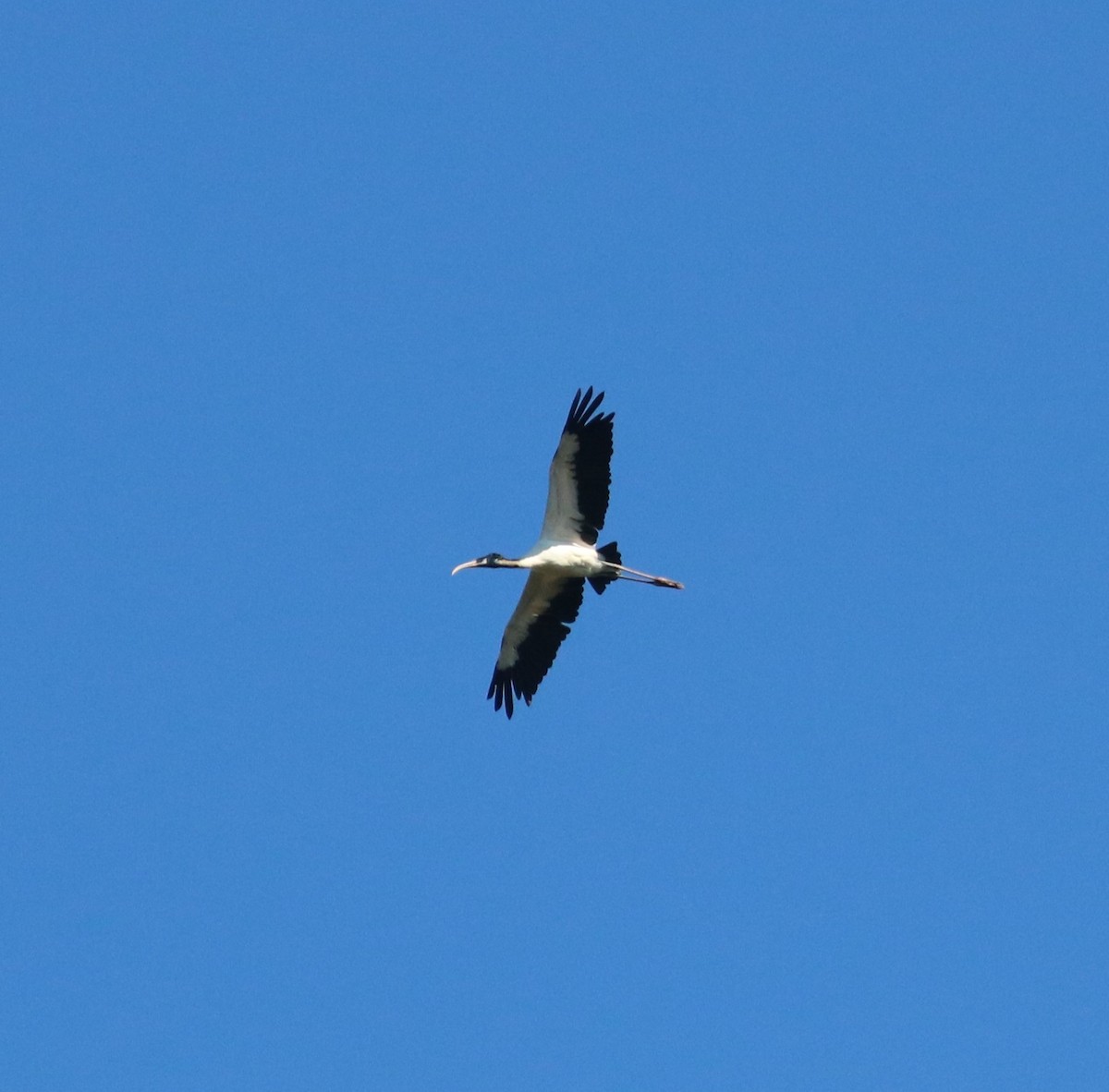 Wood Stork - ML625633823