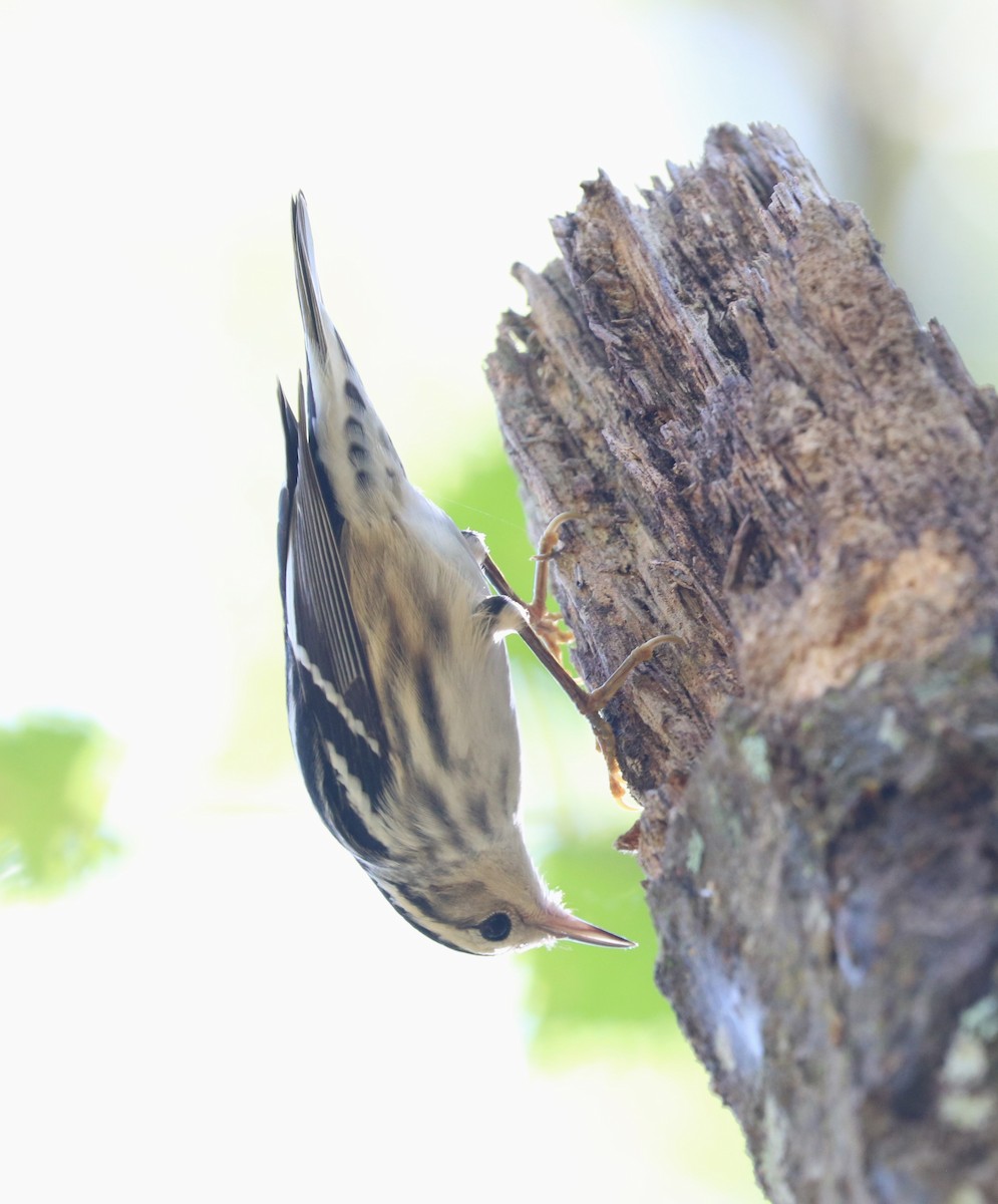 Black-and-white Warbler - ML625633826