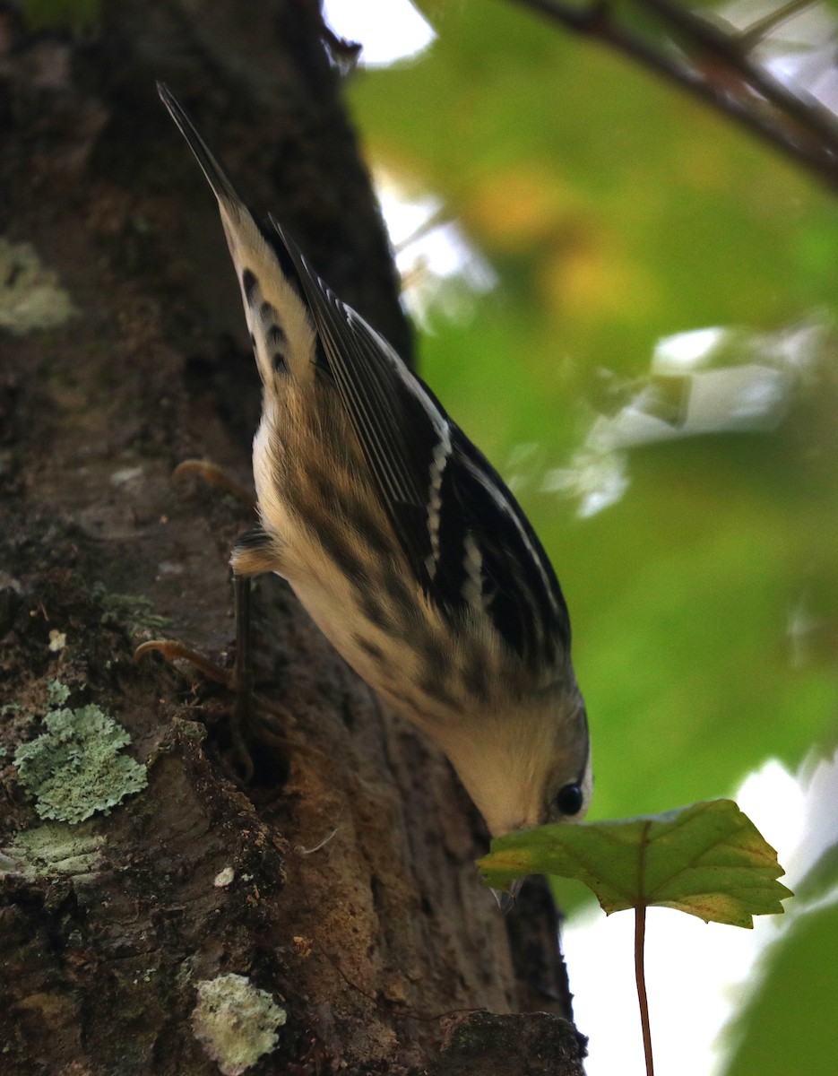 Black-and-white Warbler - ML625633827