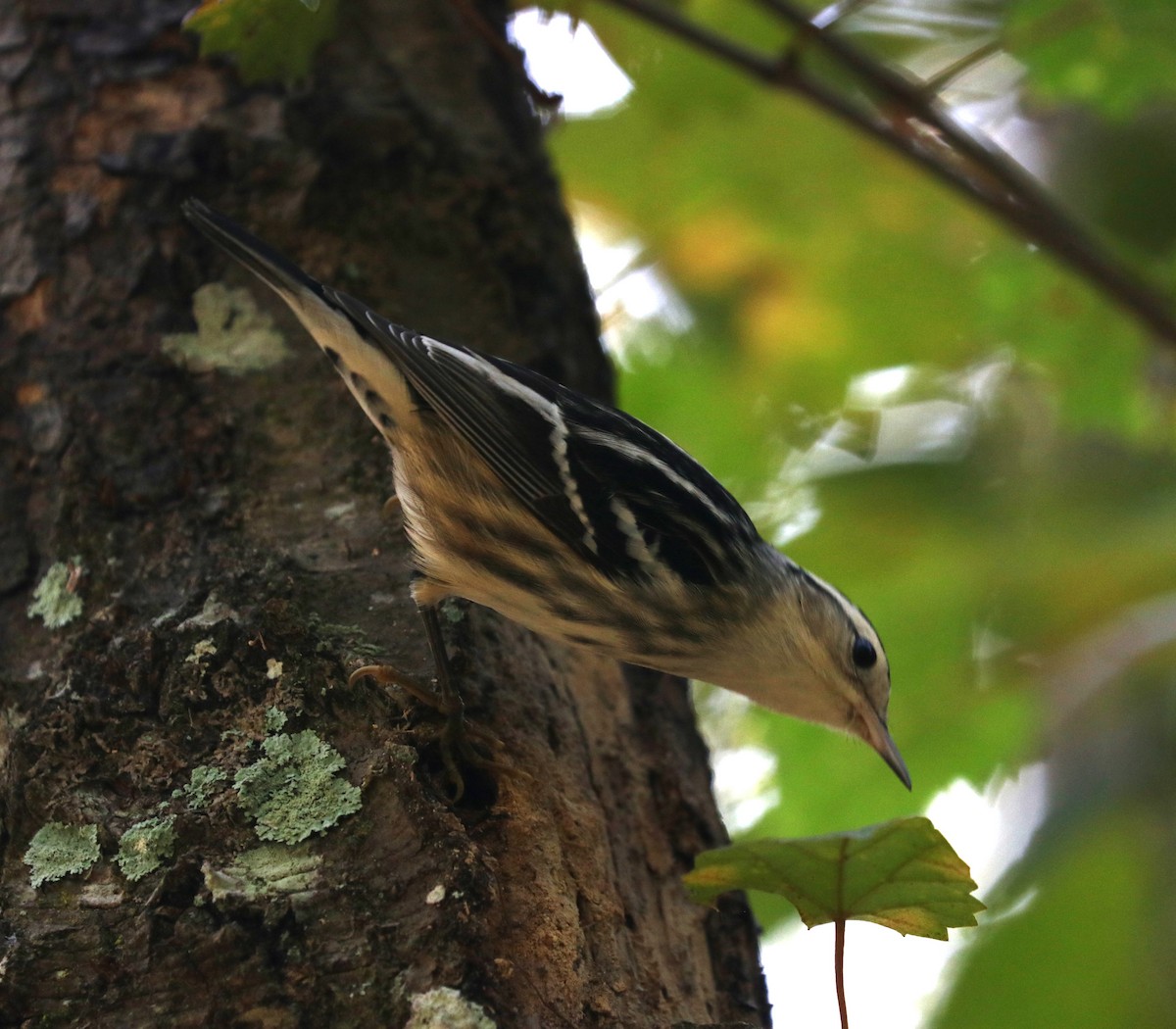 Black-and-white Warbler - ML625633828