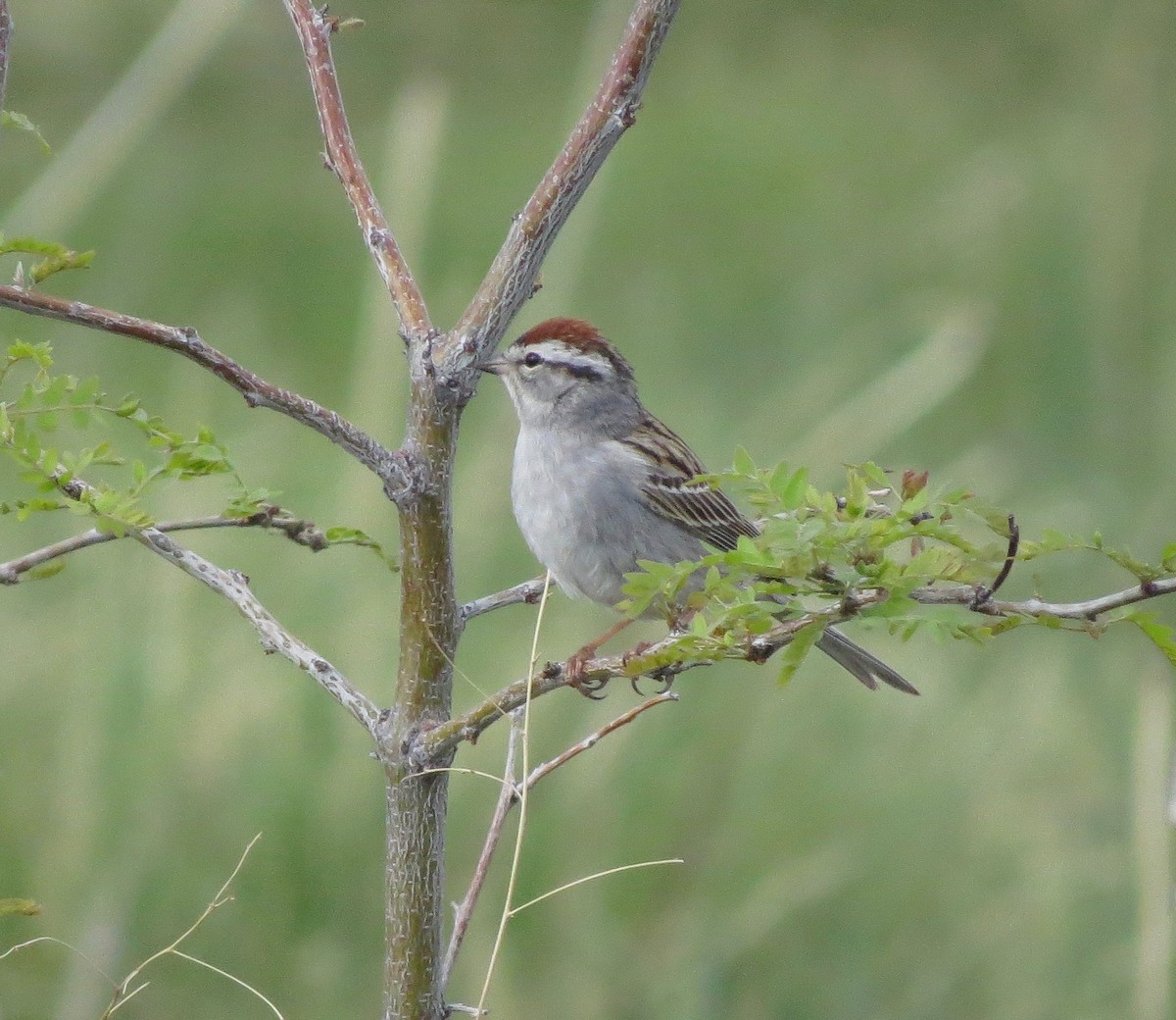 Chipping Sparrow - ML62563391