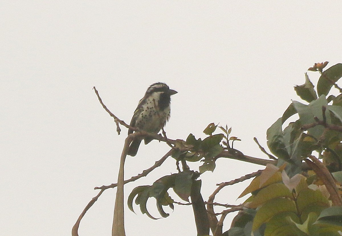 Spot-flanked Barbet - ML625633976