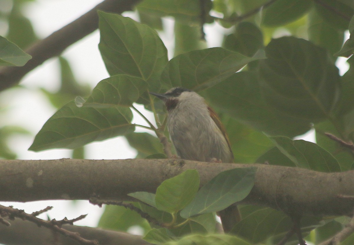 Gray-capped Warbler - ML625633992