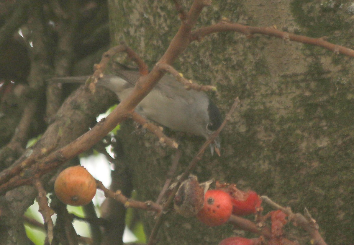 Eurasian Blackcap - ML625634023