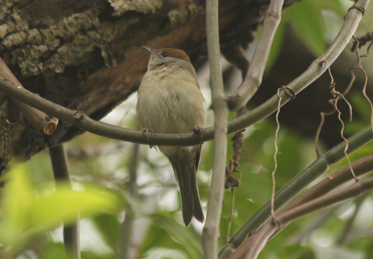 Eurasian Blackcap - ML625634025
