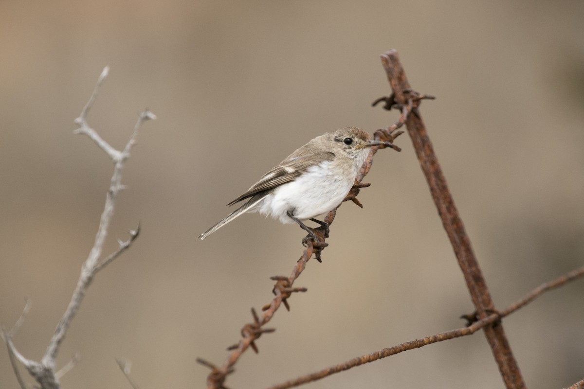 Red-capped Robin - ML625634028