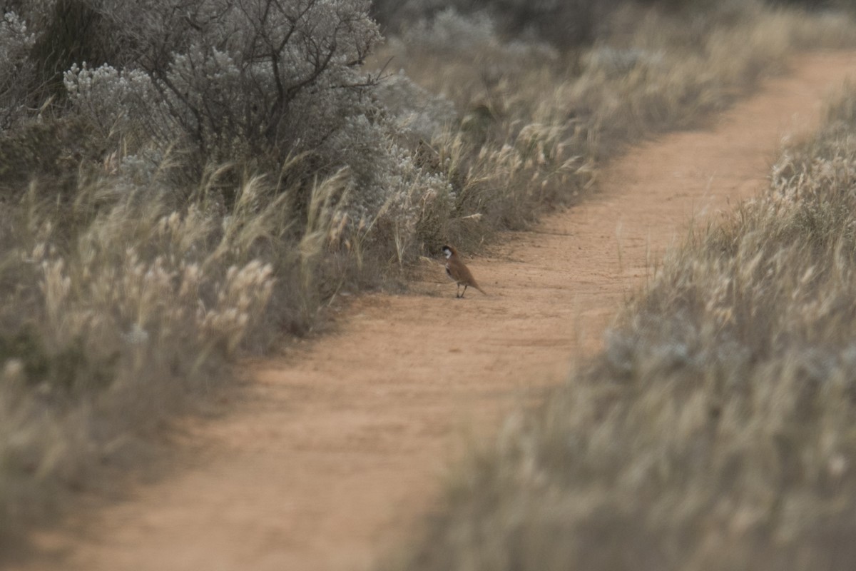 Nullarbor Quail-thrush - ML625634029