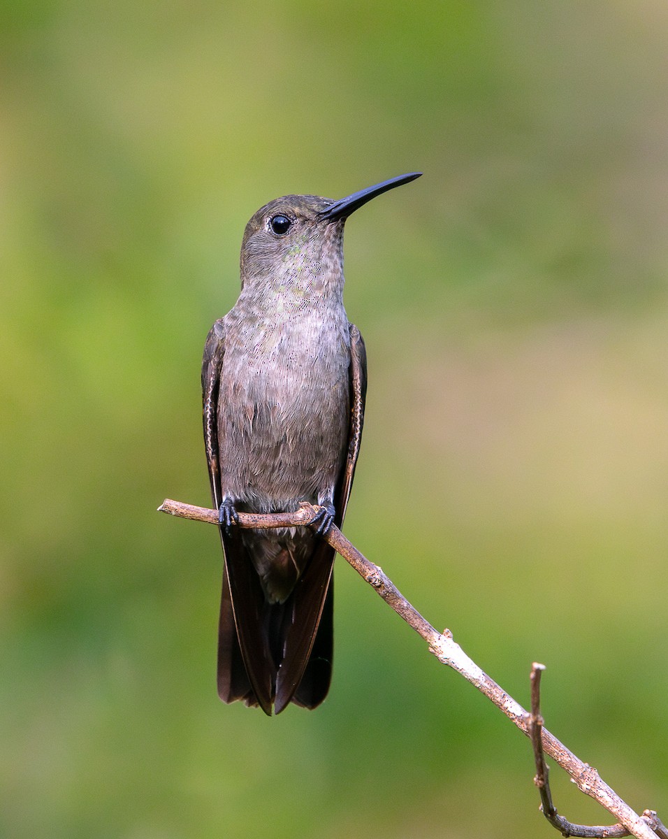 Sombre Hummingbird - ML625634055