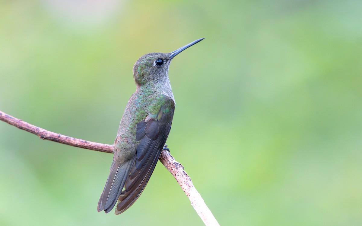 Sombre Hummingbird - ML625634056