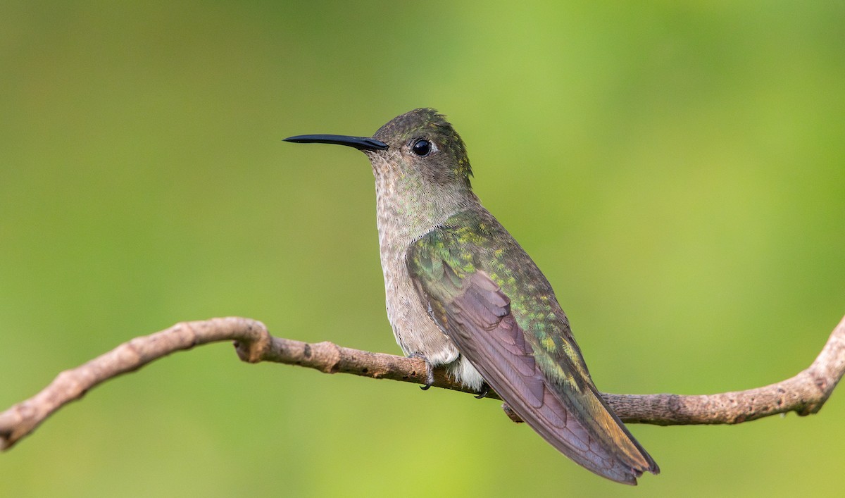 Sombre Hummingbird - ML625634057