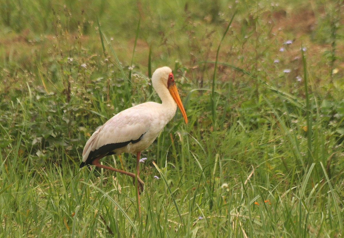 Yellow-billed Stork - ML625634074