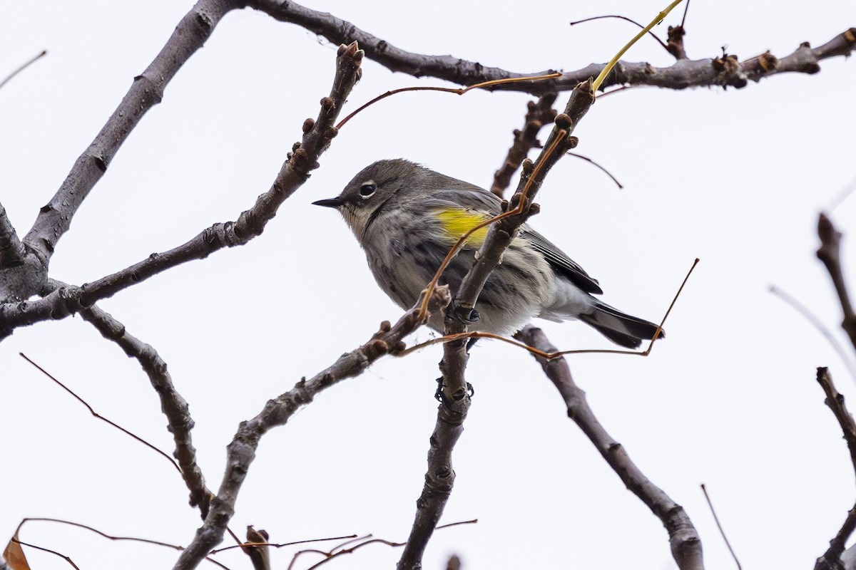 Yellow-rumped Warbler - Jef Blake