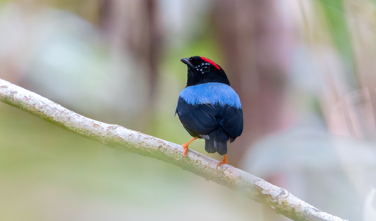 Blue-backed Manakin - ML625634093