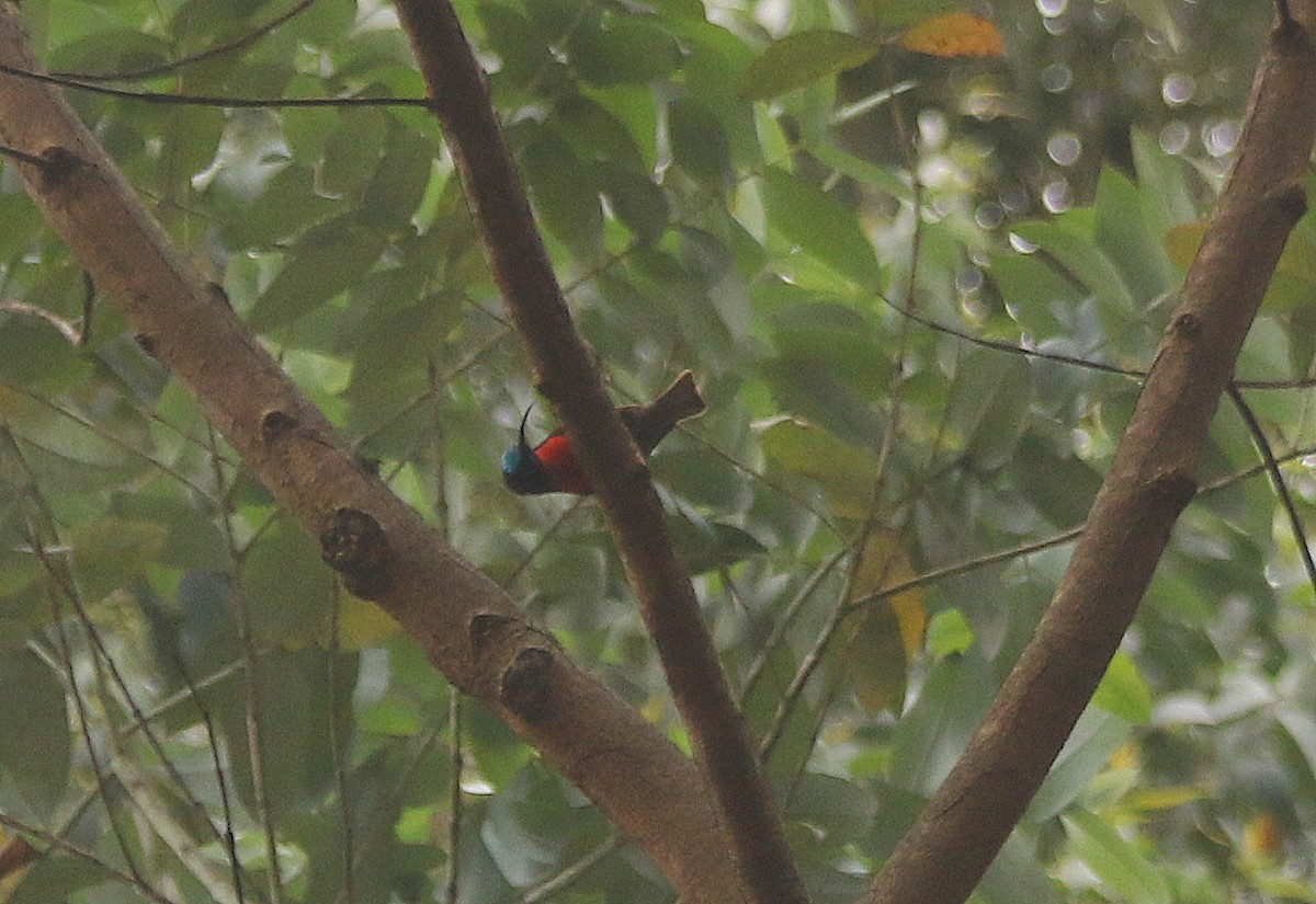 Scarlet-chested Sunbird - ML625634102