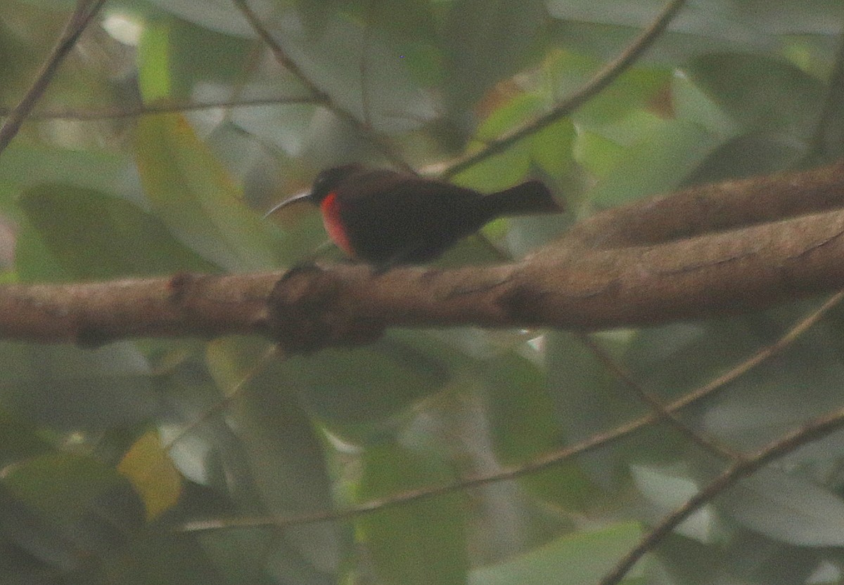 Scarlet-chested Sunbird - ML625634109